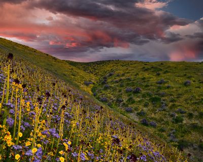 CA - Trembler Range Wildflower Sunset 1.jpg