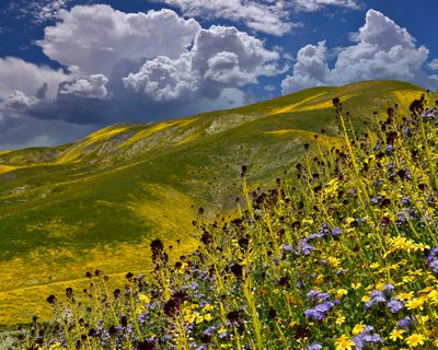 CA - Trembler Range Wildflowers 1.jpg