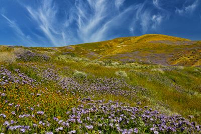 CA - Trembler Range Wildflowers 2.jpg