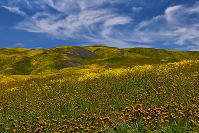 CA - Trembler Range Wildflowers 3.jpg