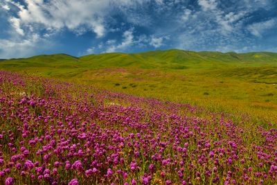 CA - Trembler Range Wildflowers 4.jpg