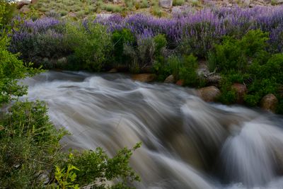 CA - Lone Pine Alabama Hills Bush Lupine Stream.jpg