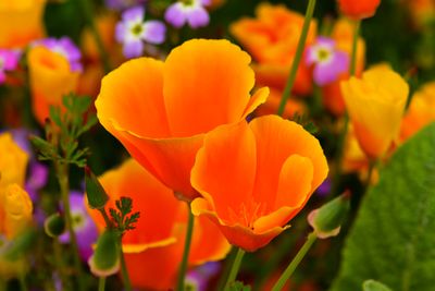 CA - Big Sur California Poppies Closeup.jpg