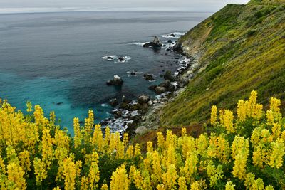 CA - Big Sur Coastline Wildflowers 1.jpg