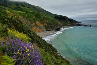 CA - Big Sur Coastline Wildflowers 2.jpg