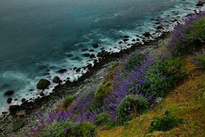 CA - Big Sur Coastline Wildflowers 3.jpg