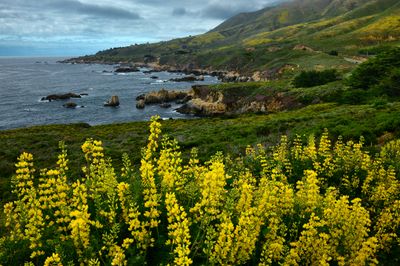 CA - Garrapatta State Park Yellow Lupine.jpg