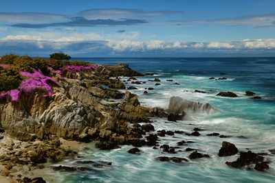 CA - Pacific Grove Pink Ice Plant 1.jpg