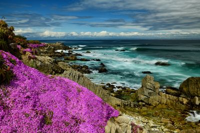 CA - Pacific Grove Pink Ice Plant 2.jpg