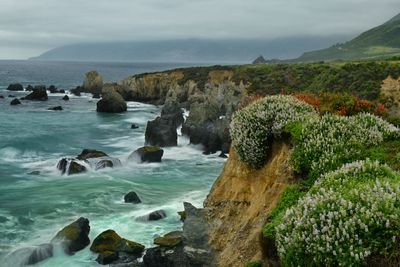 CA - Pacific Valley Coastline Wildflowers 1.jpg