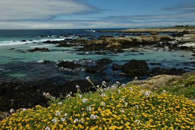 CA - Pebble Beach Coastline Wildflowers.jpg