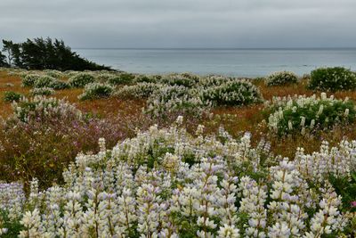 CA - San Simeon Coastline Wildflowers.jpg