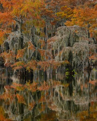 TX - Caddo Lake Pine Island Pond 3.jpg