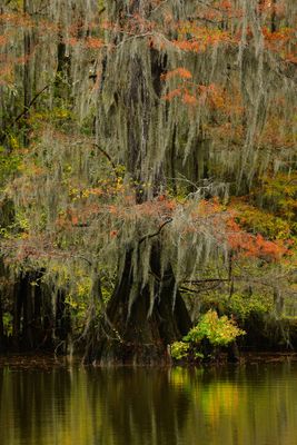 Caddo Lake Bayou Fall Frenzy