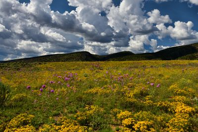 AZ - Paria Canyon Wilderness Wildflowers 1.jpg