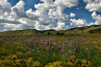 AZ - Paria Canyon Wilderness Wildflowers 2.jpg