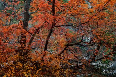 AZ - Miller Canyon Maples 2.jpg