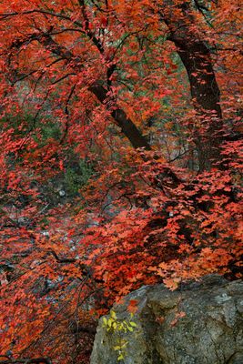 AZ - Miller Canyon Maples 3.jpg