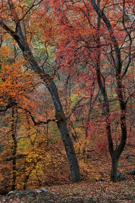 AZ - Miller Canyon Maples 4.jpg