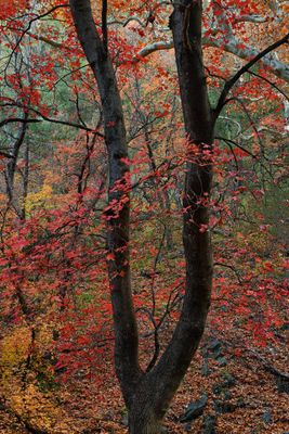 AZ - Miller Canyon Maples 5.jpg