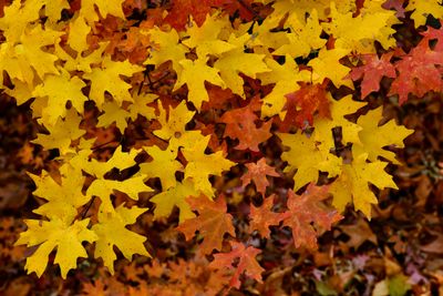 AZ - Miller Canyon Maples 6.jpg
