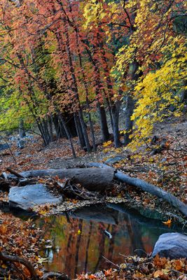 AZ - Ramsey Canyon Maples 1.jpg