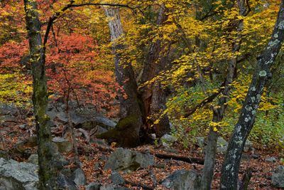 AZ - Ramsey Canyon Maples 10.jpg