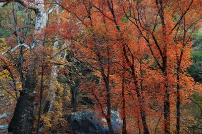 AZ - Ramsey Canyon Maples 2.jpg
