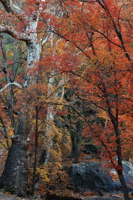 AZ - Ramsey Canyon Maples 3.jpg