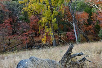 AZ - Ramsey Canyon Maples 4.jpg