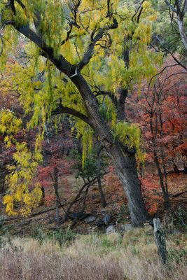 AZ - Ramsey Canyon Maples 5.jpg