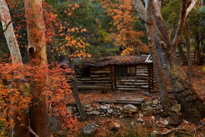 AZ - Ramsey Canyon Maples 6.jpg