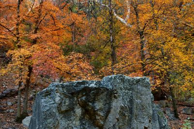 AZ - Ramsey Canyon Maples 7.jpg