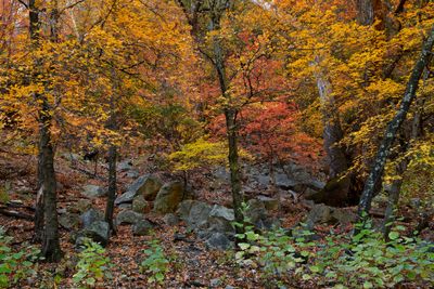 AZ - Ramsey Canyon Maples 8.jpg