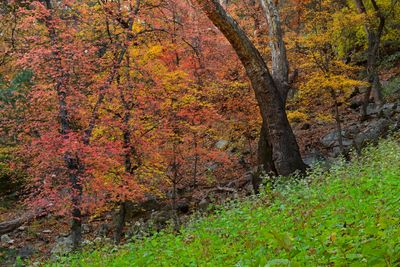 AZ - Ramsey Canyon Maples 9.jpg