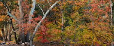 AZ - Ramsey Canyon Maples Panoramic 1.jpg