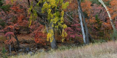 AZ - Ramsey Canyon Maples Panoramic 2.jpg