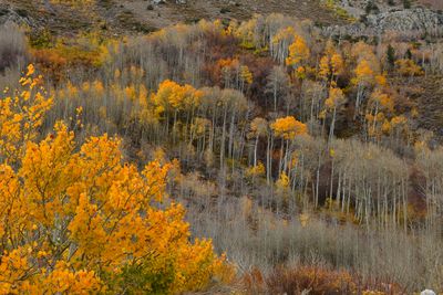 CA - Bishop Canyon Fall 1.jpg