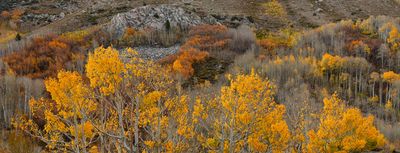 CA - Bishop Canyon Fall Panoramic 1.jpg