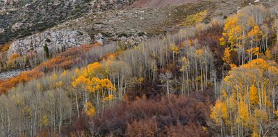 CA - Bishop Canyon Fall Panoramic 2.jpg