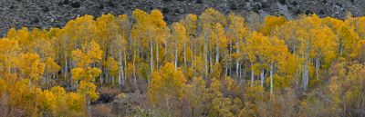 CA - Bishop Canyon Fall Panoramic 3.jpg