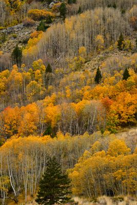 CA - June Lake Loop Fall Colors 1.jpg