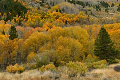 CA - June Lake Loop Fall Colors 2.jpg