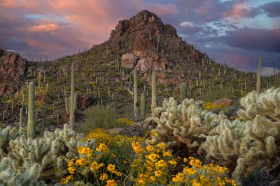 AZ - Gates Pass Cholla and Brittlebush 1.jpg