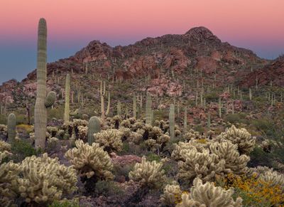 AZ - Gates Pass Cholla and Brittlebush 2.jpg