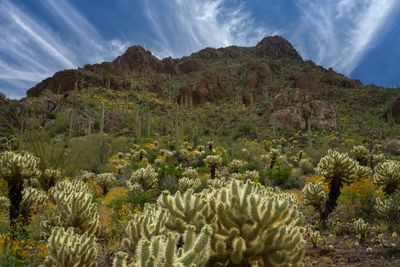 AZ - Gates Pass Cholla and Brittlebush midday 1.jpg