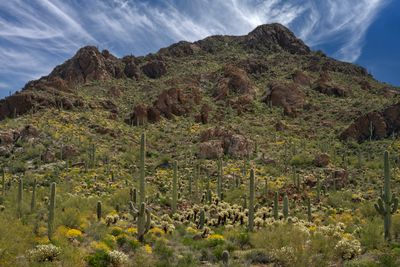 AZ - Gates Pass Cholla and Brittlebush midday 2.jpg