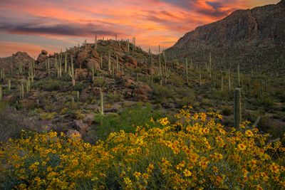 AZ - Gates Pass Saguaros and Brittlebush 1.jpg