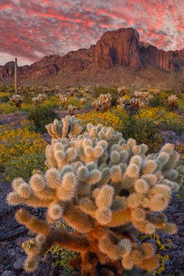 AZ - Kofa Mtns Cholla Brittlebush 1.jpg