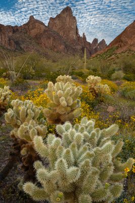 AZ - Kofa Mtns Cholla Brittlebush 2.jpg